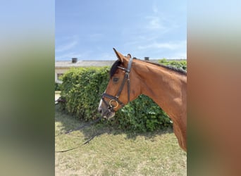 Hannoveraan, Ruin, 4 Jaar, 168 cm, Lichtbruin