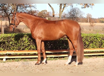 Hannoveraan, Ruin, 4 Jaar, 168 cm, Vos