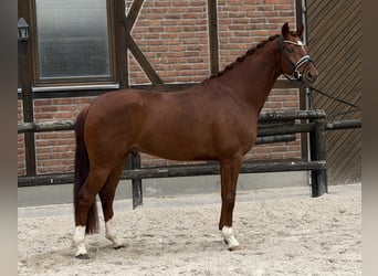 Hannoveraan, Ruin, 4 Jaar, 168 cm, Vos