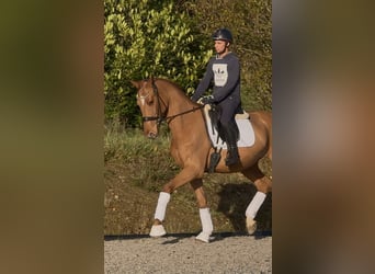 Hannoveraan, Ruin, 4 Jaar, 168 cm, Vos