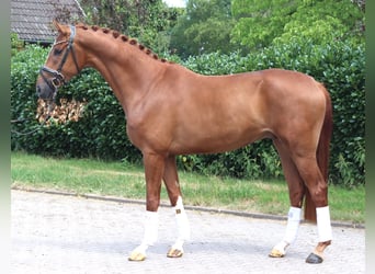 Hannoveraan, Ruin, 4 Jaar, 168 cm, Vos