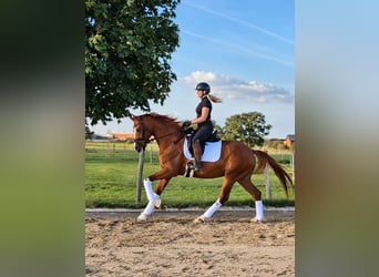 Hannoveraan, Ruin, 4 Jaar, 168 cm, Vos