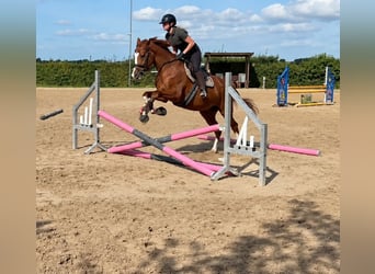 Hannoveraan, Ruin, 4 Jaar, 168 cm, Vos