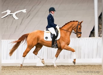 Hannoveraan, Ruin, 4 Jaar, 168 cm, Vos