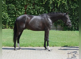 Hannoveraan, Ruin, 4 Jaar, 168 cm, Zwart