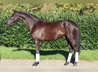 Hannoveraan, Ruin, 4 Jaar, 168 cm, Zwart