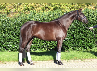 Hannoveraan, Ruin, 4 Jaar, 168 cm, Zwart
