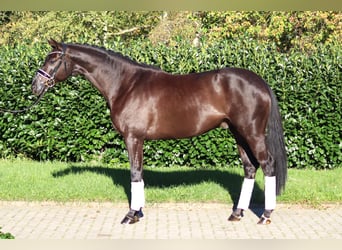 Hannoveraan, Ruin, 4 Jaar, 168 cm, Zwart