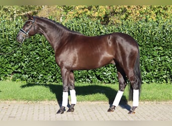 Hannoveraan, Ruin, 4 Jaar, 168 cm, Zwart
