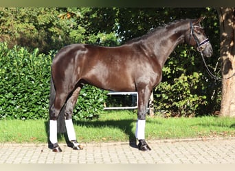 Hannoveraan, Ruin, 4 Jaar, 168 cm, Zwart