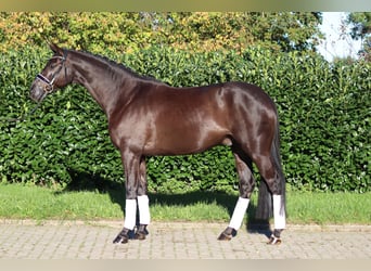 Hannoveraan, Ruin, 4 Jaar, 168 cm, Zwart