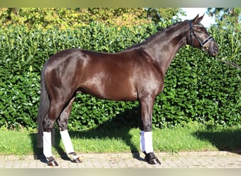 Hannoveraan, Ruin, 4 Jaar, 168 cm, Zwart