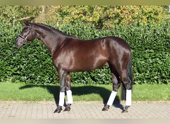 Hannoveraan, Ruin, 4 Jaar, 168 cm, Zwart