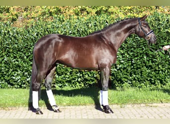 Hannoveraan, Ruin, 4 Jaar, 168 cm, Zwart