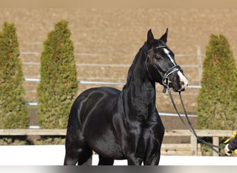Hannoveraan, Ruin, 4 Jaar, 168 cm, Zwartbruin