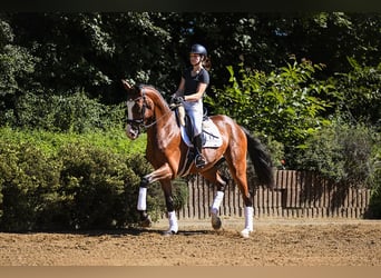 Hannoveraan, Ruin, 4 Jaar, 169 cm, Bruin