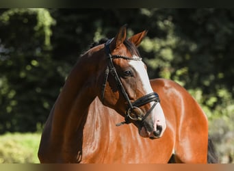 Hannoveraan, Ruin, 4 Jaar, 169 cm, Bruin