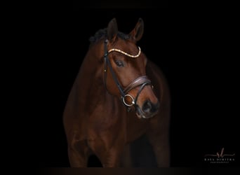 Hannoveraan, Ruin, 4 Jaar, 169 cm, Bruin