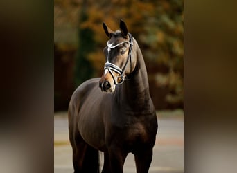 Hannoveraan, Ruin, 4 Jaar, 169 cm, Donkerbruin