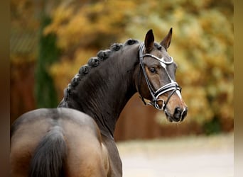 Hannoveraan, Ruin, 4 Jaar, 169 cm, Donkerbruin