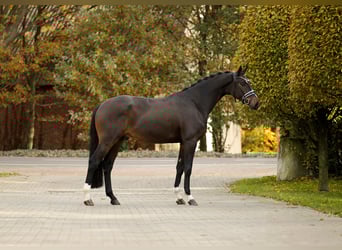 Hannoveraan, Ruin, 4 Jaar, 169 cm, Donkerbruin