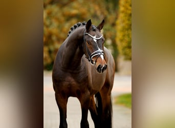 Hannoveraan, Ruin, 4 Jaar, 169 cm, Donkerbruin