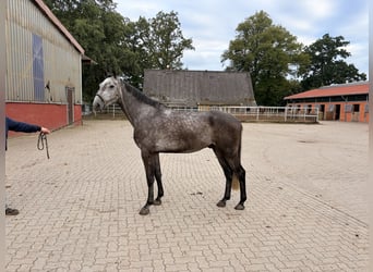 Hannoveraan, Ruin, 4 Jaar, 169 cm, Schimmel