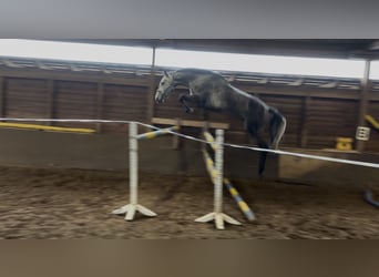 Hannoveraan, Ruin, 4 Jaar, 169 cm, Schimmel