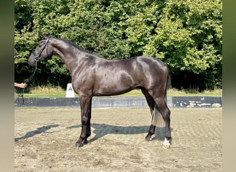 Hannoveraan, Ruin, 4 Jaar, 169 cm, Zwart