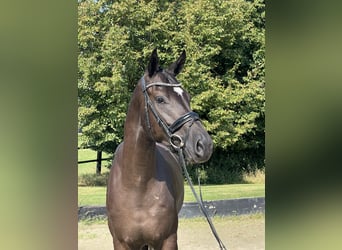 Hannoveraan, Ruin, 4 Jaar, 169 cm, Zwart
