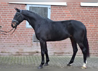 Hannoveraan, Ruin, 4 Jaar, 169 cm, Zwartbruin