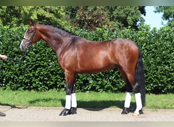 Hannoveraan, Ruin, 4 Jaar, 170 cm, Brauner