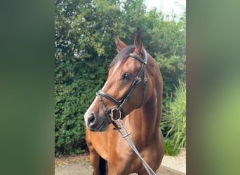 Hannoveraan, Ruin, 4 Jaar, 170 cm, Brauner
