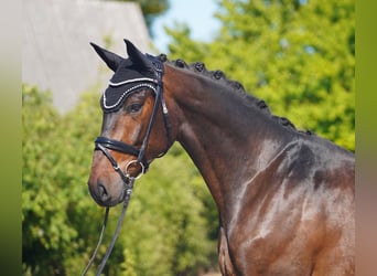 Hannoveraan, Ruin, 4 Jaar, 170 cm, Bruin