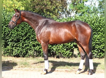 Hannoveraan, Ruin, 4 Jaar, 170 cm, Bruin