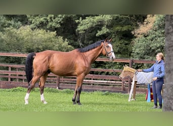 Hannoveraan, Ruin, 4 Jaar, 170 cm, Bruin