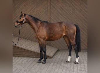 Hannoveraan, Ruin, 4 Jaar, 170 cm, Bruin