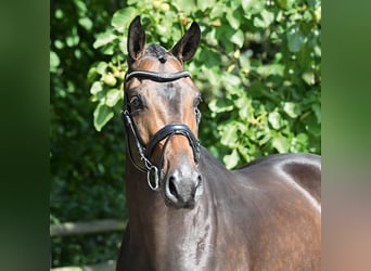 Hannoveraan, Ruin, 4 Jaar, 170 cm, Donkerbruin