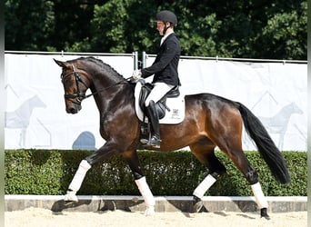Hannoveraan, Ruin, 4 Jaar, 170 cm, Donkerbruin