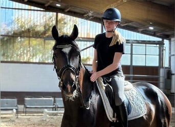 Hannoveraan, Ruin, 4 Jaar, 170 cm, Donkerbruin