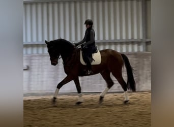 Hannoveraan, Ruin, 4 Jaar, 170 cm, Donkerbruin