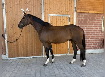 Hannoveraan, Ruin, 4 Jaar, 170 cm, Donkerbruin