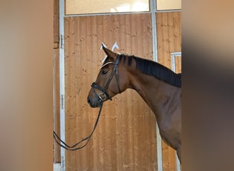 Hannoveraan, Ruin, 4 Jaar, 170 cm, Donkerbruin