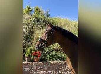Hannoveraan, Ruin, 4 Jaar, 170 cm, Donkerbruin