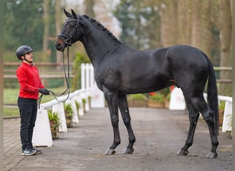 Hannoveraan, Ruin, 4 Jaar, 170 cm, Donkerbruin