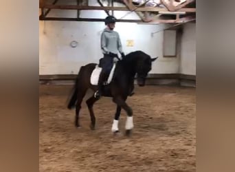 Hannoveraan, Ruin, 4 Jaar, 170 cm, Donkerbruin