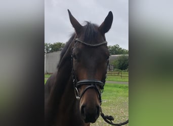 Hannoveraan, Ruin, 4 Jaar, 170 cm, Donkerbruin