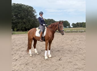 Hannoveraan, Ruin, 4 Jaar, 170 cm, Donkere-vos