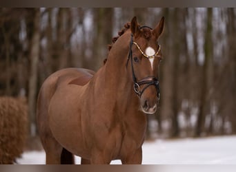 Hannoveraan, Ruin, 4 Jaar, 170 cm, Donkere-vos