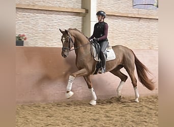 Hannoveraan, Ruin, 4 Jaar, 170 cm, Donkere-vos